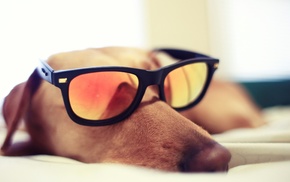 sleeping, dog, glasses