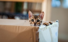 animals, cat, boxes