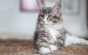 cat, animals, Maine Coon