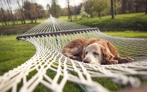 nature, dog, rest, nets, depth of field, lake
