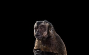 simple background, monkeys, mammals, photography