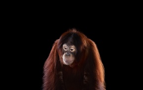 photography, mammals, simple background, monkeys