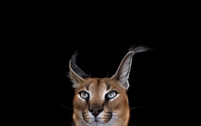 Caracal, mammals, simple background, cat, photography