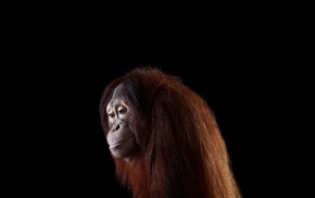simple background, mammals, photography, orangutans, monkeys