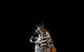 big cats, simple background, cat, mammals, tiger, photography