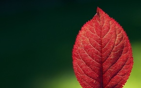 nature, leaves, macro, red