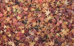 leaves, ground, maple leaves, fall, nature