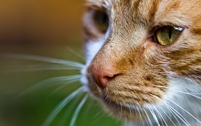 depth of field, macro, cat, animals