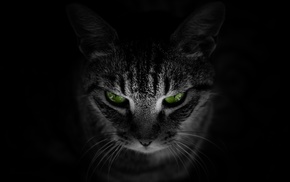 green eyes, animals, black background, cat