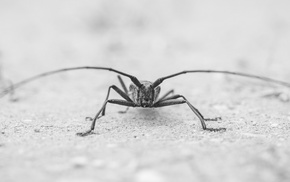 insect, monochrome, macro