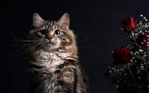 animals, rose, flowers, cat