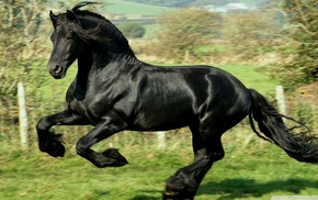 horse, running, animals, black