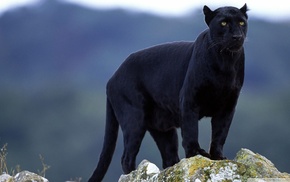 Black Panther, big cats, nature, animals, panthers