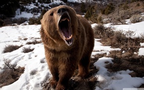 snow, bears, animals, open mouth, teeth, nature
