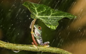 leaves, rain, water drops, frog, nature, water