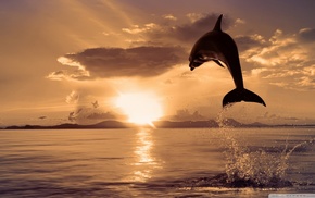 jumping, nature, splashes, sea, sunset, animals