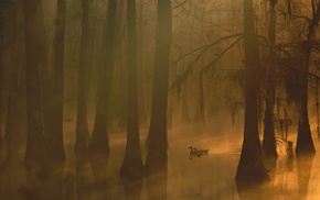 silhouette, duck, mist, water, lake, reflection