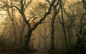 nature, mist, forest, landscape, dark, trees