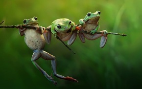 amphibian, green, frog
