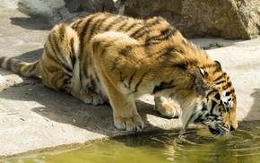 feline, big cats, water, animals, tiger, nature