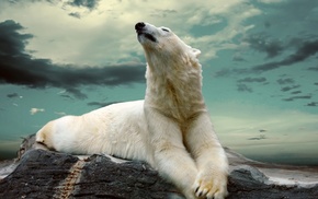 nature, rock, animals, polar bears, sky, closed eyes