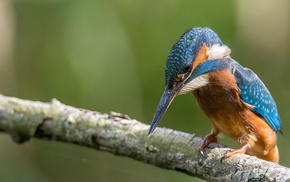 depth of field, colorful, animals, kingfisher, nature, macro