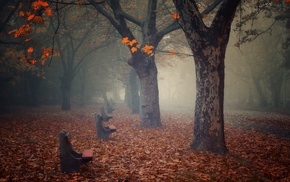 fall, atmosphere, leaves, calm, bench, path