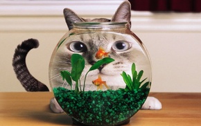 goldfish, cat, distortion, aquarium, humor