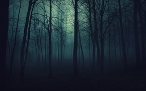 trees, forest, mist