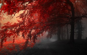 forest