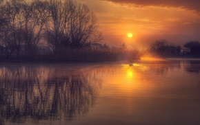 reflection, swans, water, gold, sunrise, lake