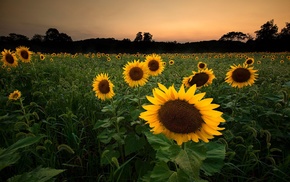sunflowers, nature, field, flowers