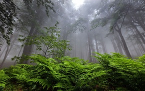 ferns, forest, trees, atmosphere, nature, mist