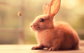 butterfly, insect, animals, nature, rabbits