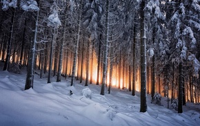 forest, winter, trees, snow, nature