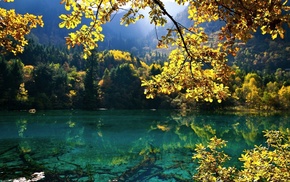 clear water, trees, pond, landscape
