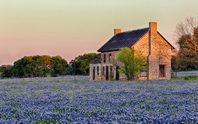 landscape, trees, house, flowers