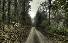 road, trees