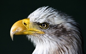 birds, eagle, closeup, nature, animals