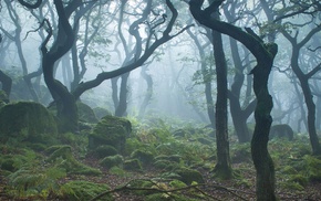 moss, forest