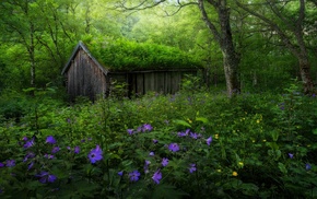 purple, landscape, green, abandoned, Norway, forest