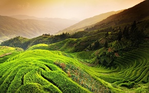 mountain, green, landscape, rice paddy, field, terraces