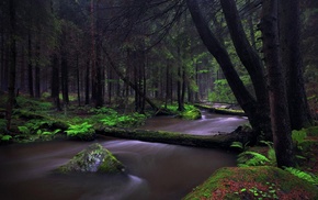 nature, Germany, forest, trees, ferns, creeks