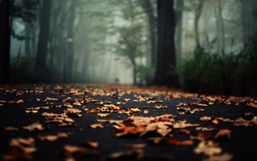 forest