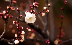 flowers, nature