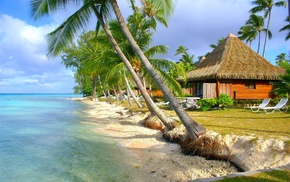 palm trees, sea, summer, nature, island, tropical