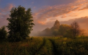 landscape, morning, sunrise, grass, clouds, trees