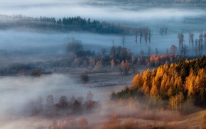 forest, sunrise, mist, nature, fall, trees