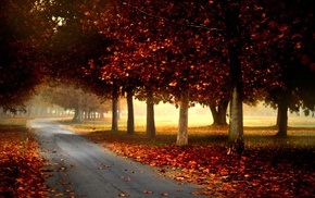 leaves, fall, trees, road, mist, park