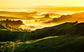 sunlight, New Zealand, grass, hill, nature, mist